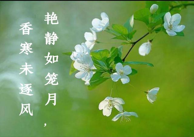 一枝梨花歌舞,一枝梨花诗词