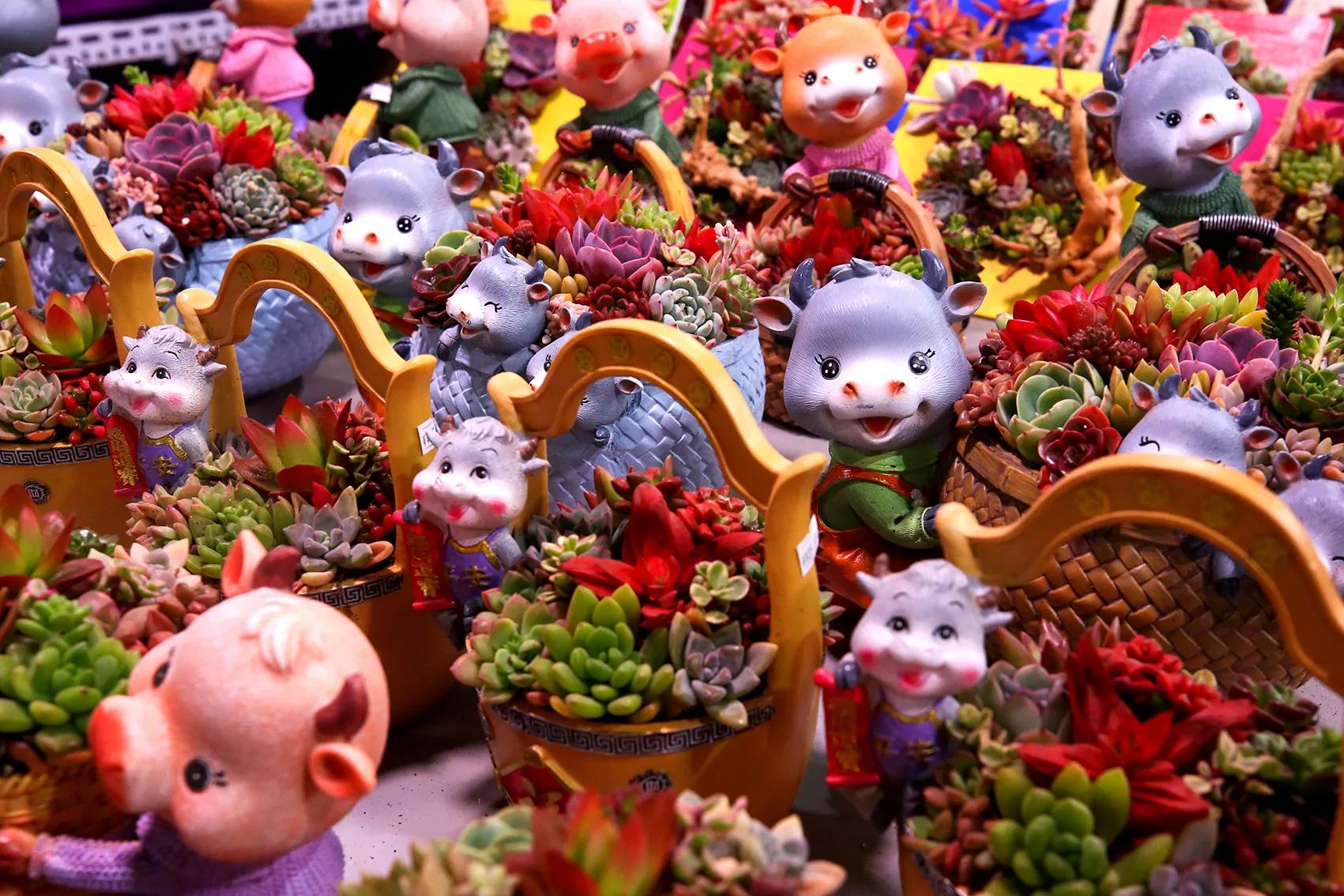 蝴蝶兰为什么是年宵花里最好卖的,蝴蝶兰和仙客来适合新手养殖么