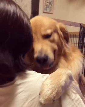 养什么狗好不爱叫,养什么狗不拆家不生病