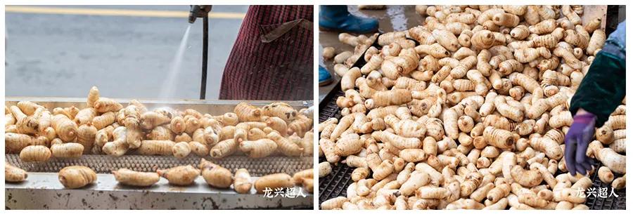 贵州的道地药材天麻,天麻属于哪里的道地药材