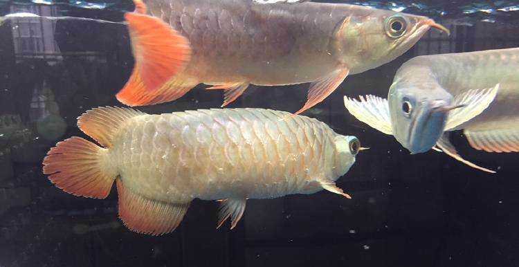 都是干旱惹来的祸,都是水惹的祸