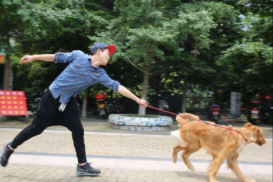 长期不遛狗的人,长期不遛狗有什么后果