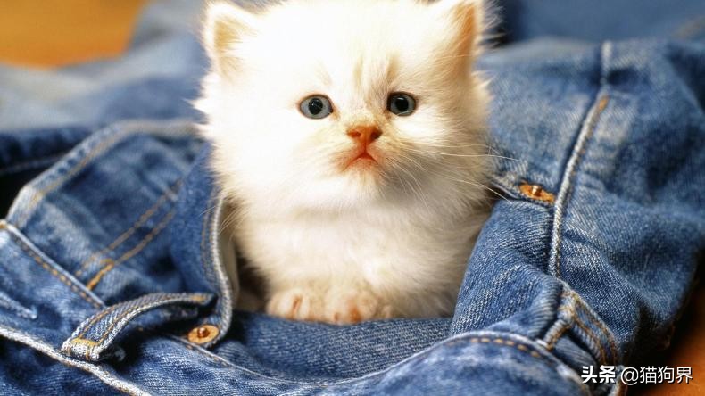 猫驱虫后身上的跳蚤哪去了,猫咪驱虫了但是还是有跳蚤怎么办