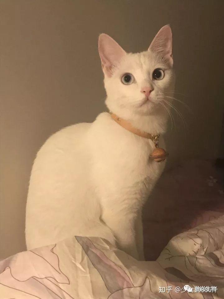 养品种猫的好处,土猫可以和品种猫配吗