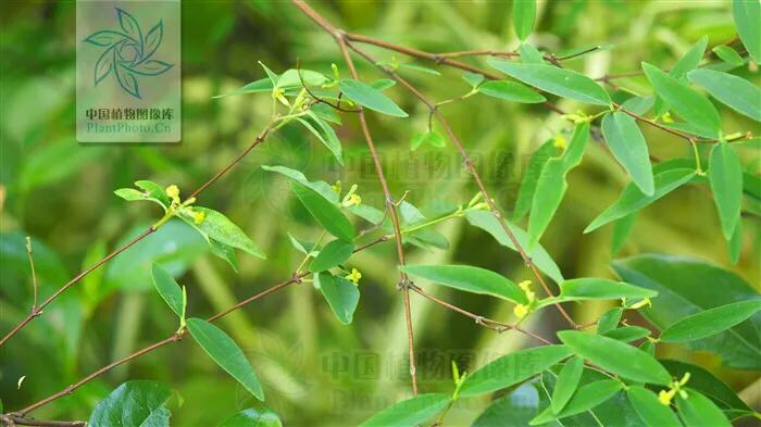 濒危乌木,濒危木种有哪些