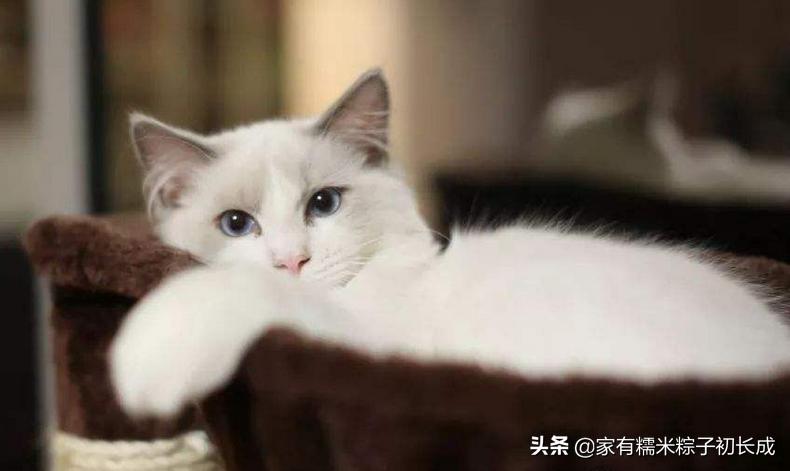 猫咪呕吐未消化完的食物怎么办,猫咪吃完化毛膏呕吐是什么原因