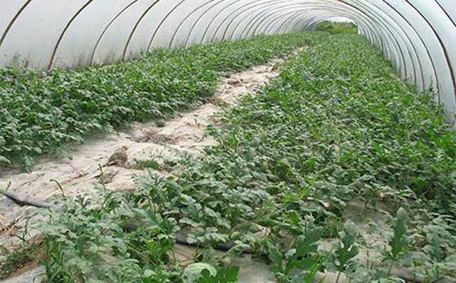 西瓜得了蔓枯病能全死亡吗,大棚西瓜的蔓枯病怎么治疗