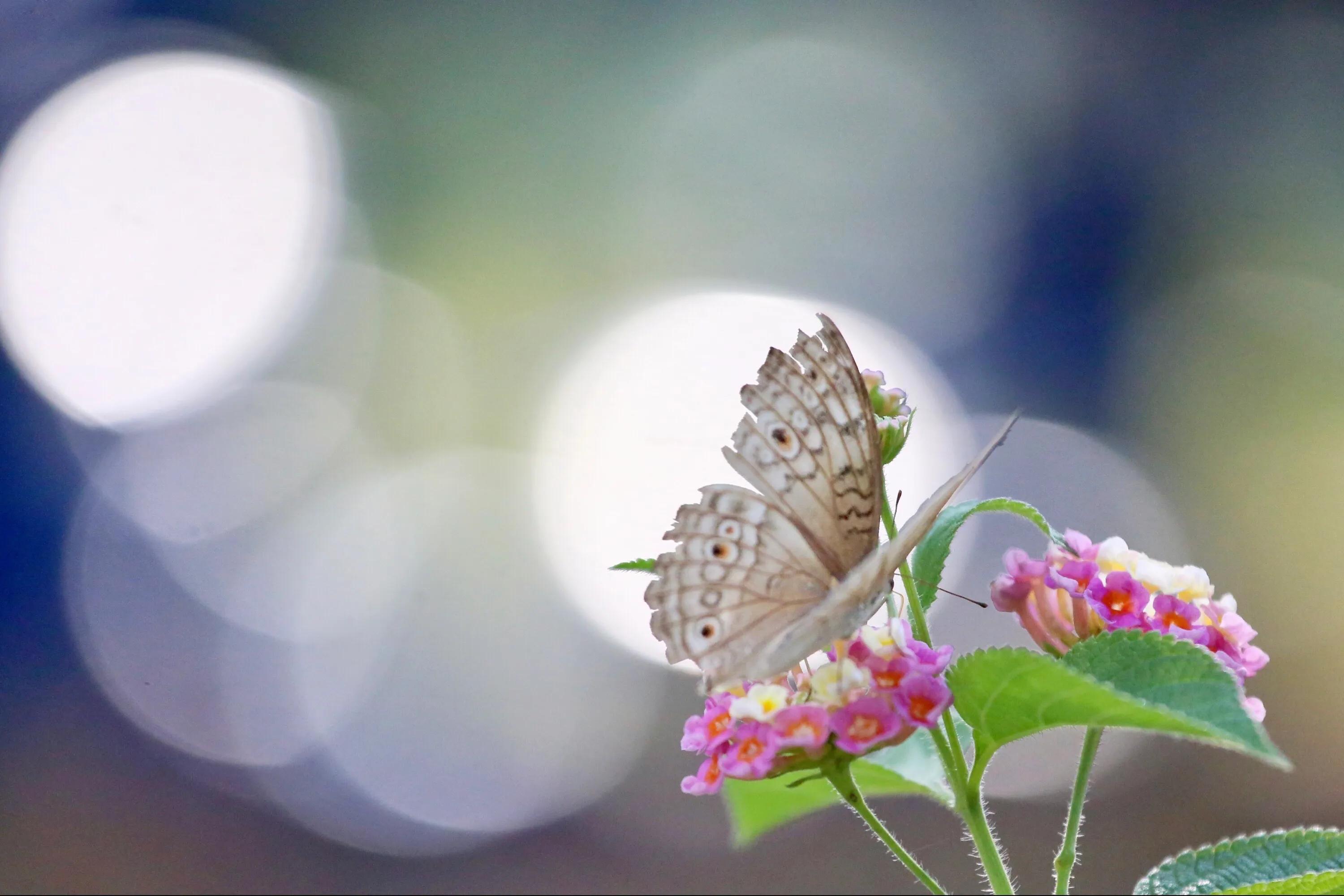 佛教如何欣赏残缺之美,慢慢明白了残缺也是一种美