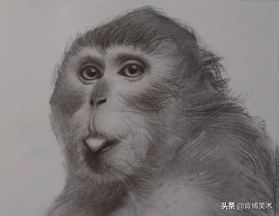 猴子素描教程,素描猴子图片大全大图