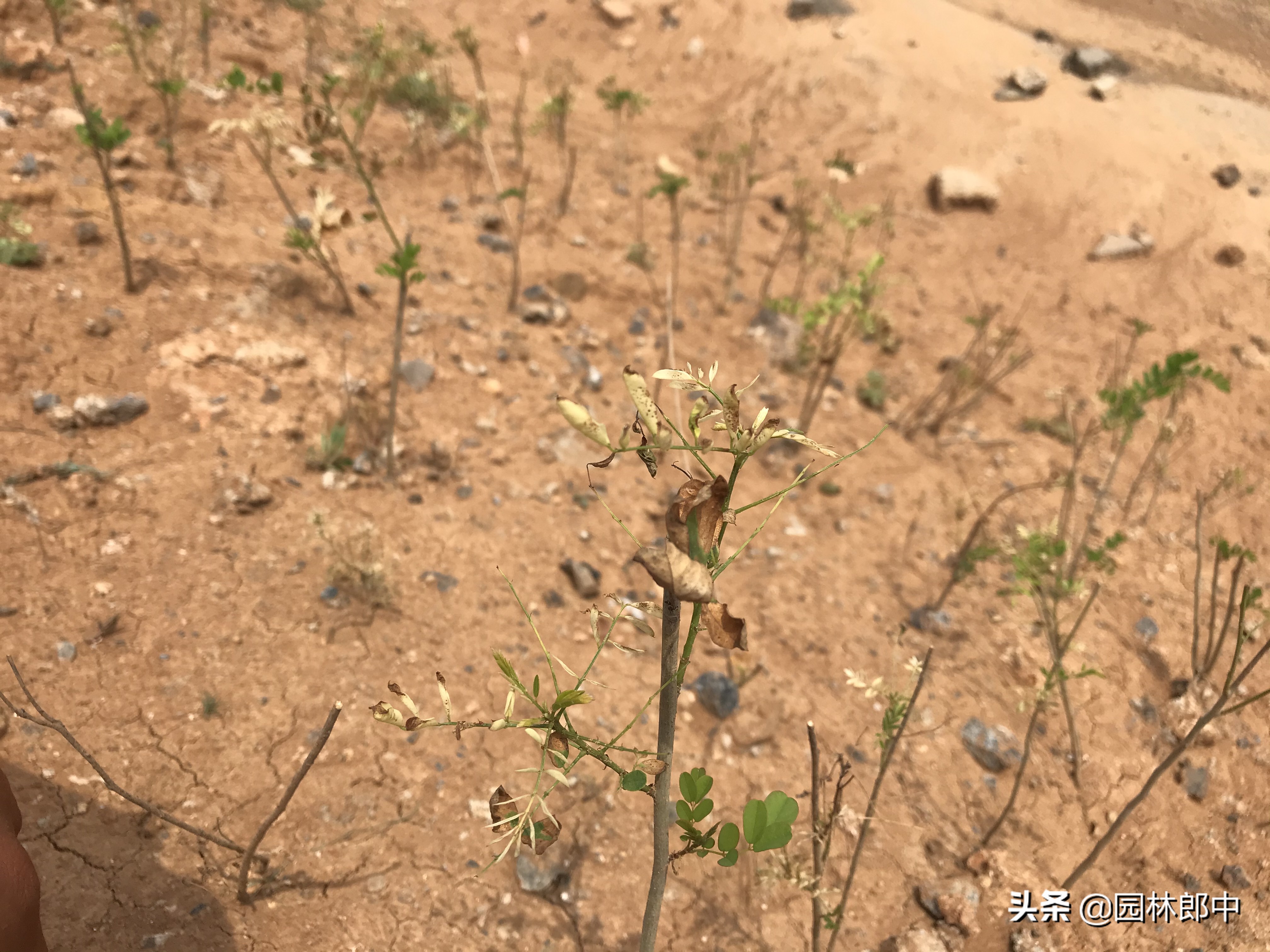 苗木药害怎么解决,苗后除草剂产生药害了怎么办
