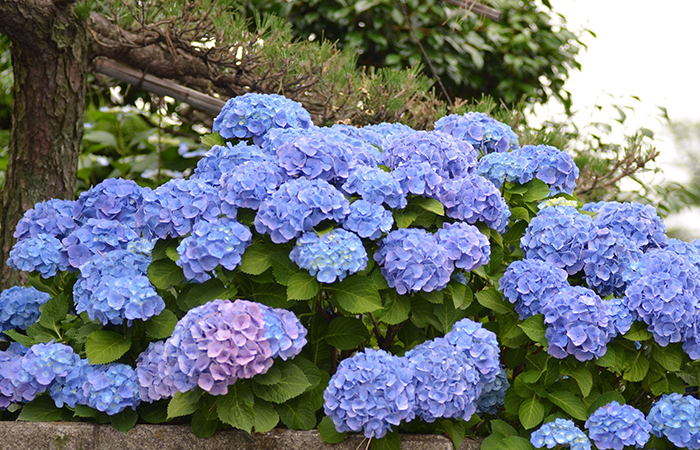 世界上最昂贵的花一朵价值1500万,世界上最贵最好看的花是什么花