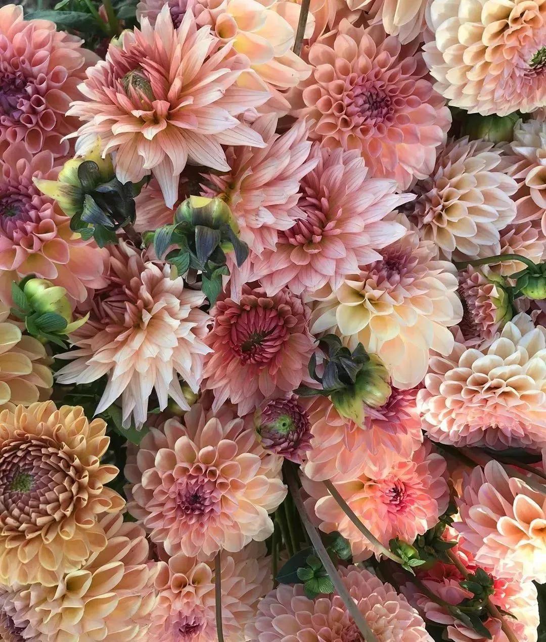 花材不剪枝如何养护,花材不用换水养护方法大全