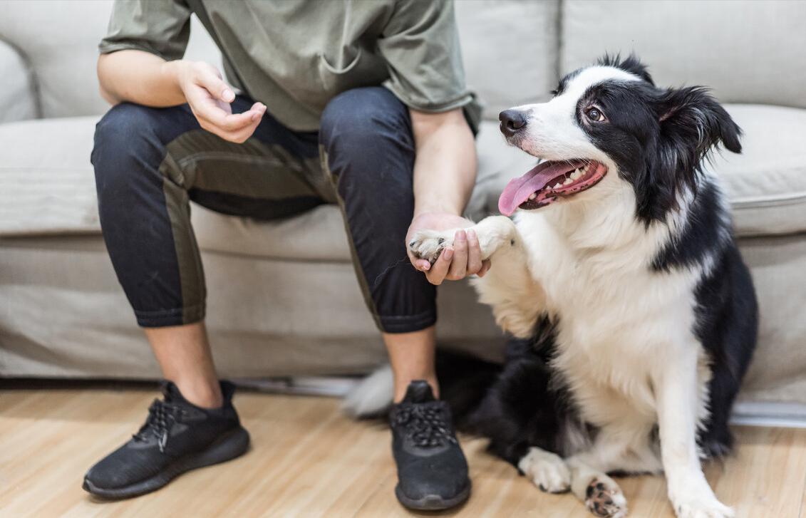 便宜且容易饲养的5种狗,狗界最忠诚的6种狗养过的人都懂