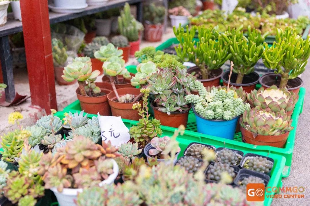 重庆花市排名前十名,重庆花市哪里最便宜