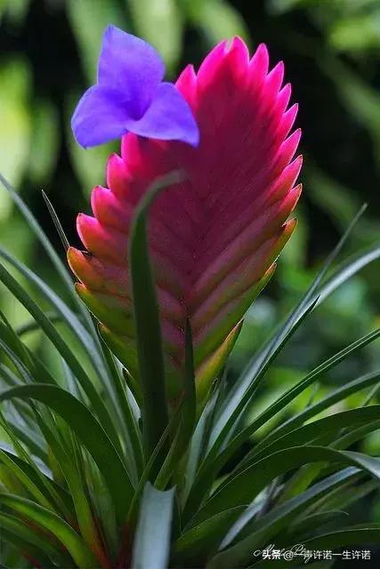 从未见到的怪花,从没见过的奇花