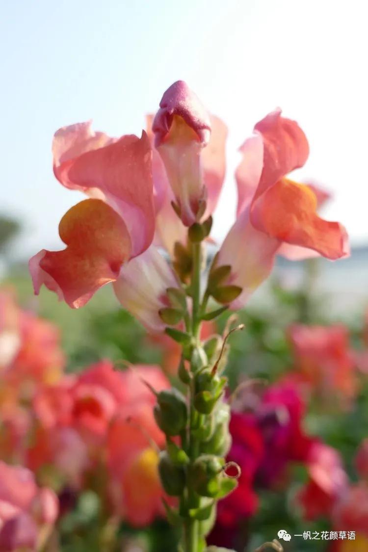 金鱼草的简介,金鱼草的地径