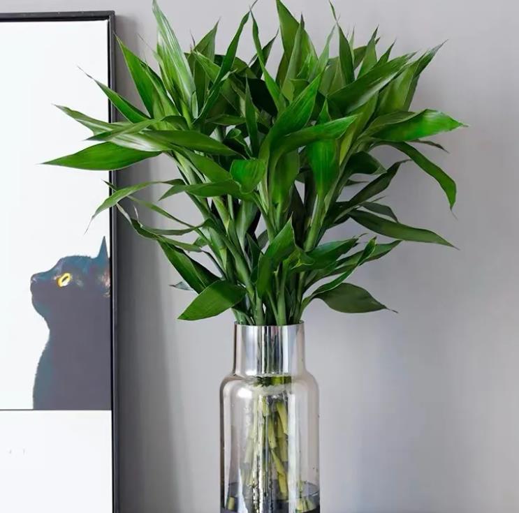 十种最旺客厅花,6种转运花