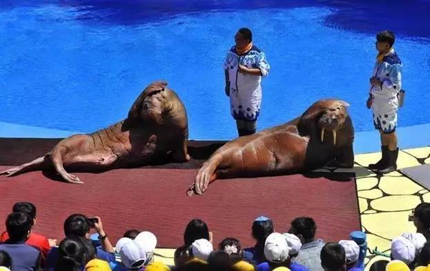 大连老虎滩帆船出海一日游,老虎滩金石滩棒棰岛