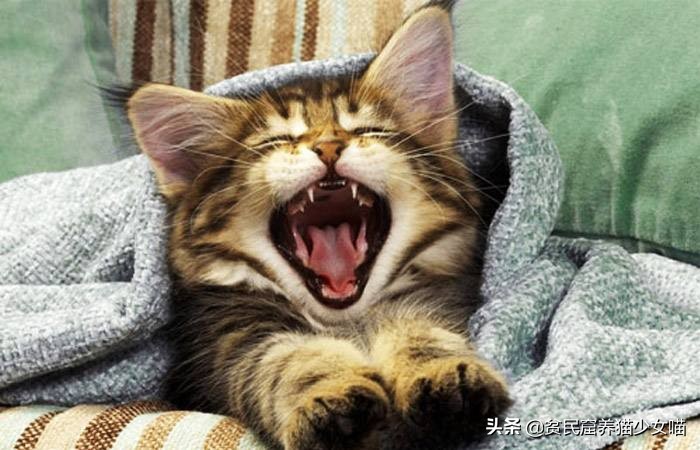 猫咪黑下巴抹红霉素软膏还是眼膏,猫咪黑下巴到底怎么治