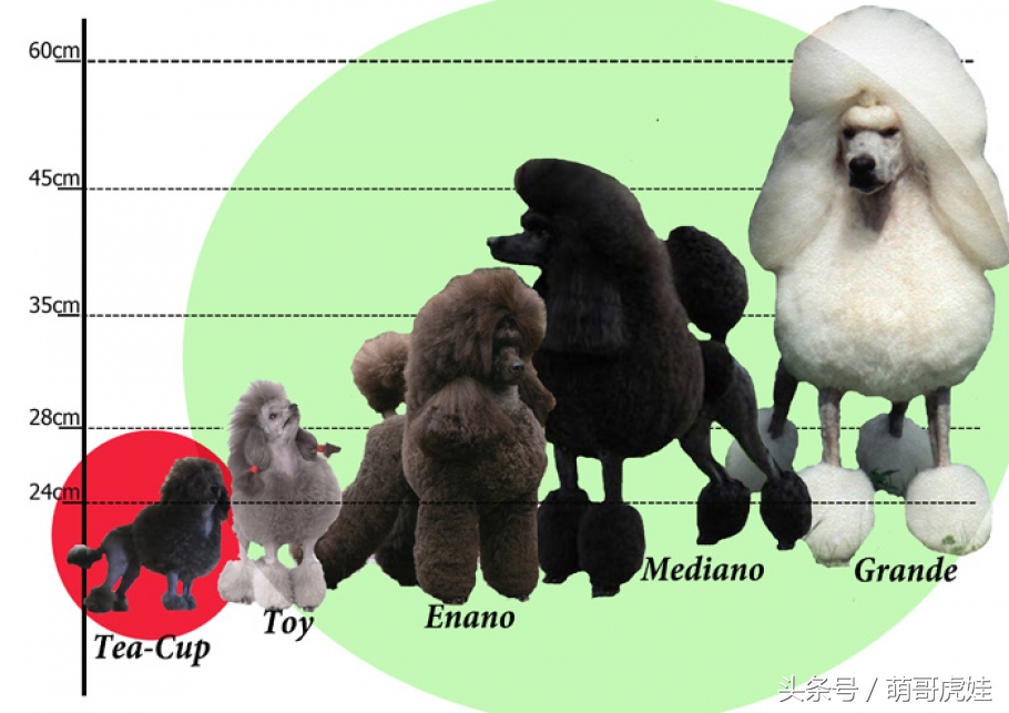 巨型贵宾黑色和灰色哪个更贵,巨型贵宾是不是巨贵