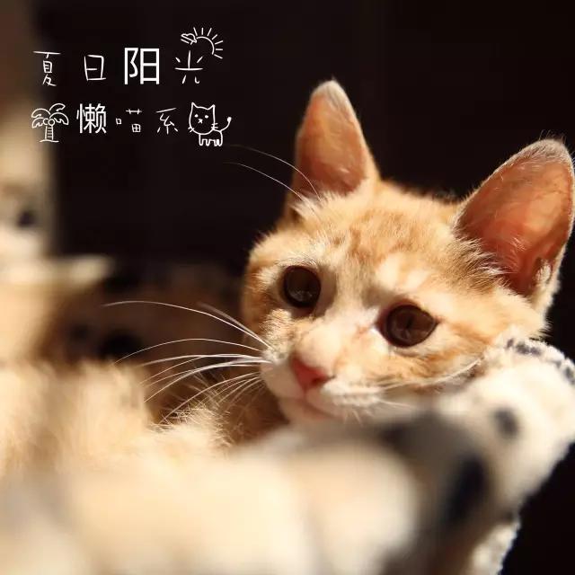 流浪猫被好心人收养结果恩将仇报,流浪猫被救下重获新生