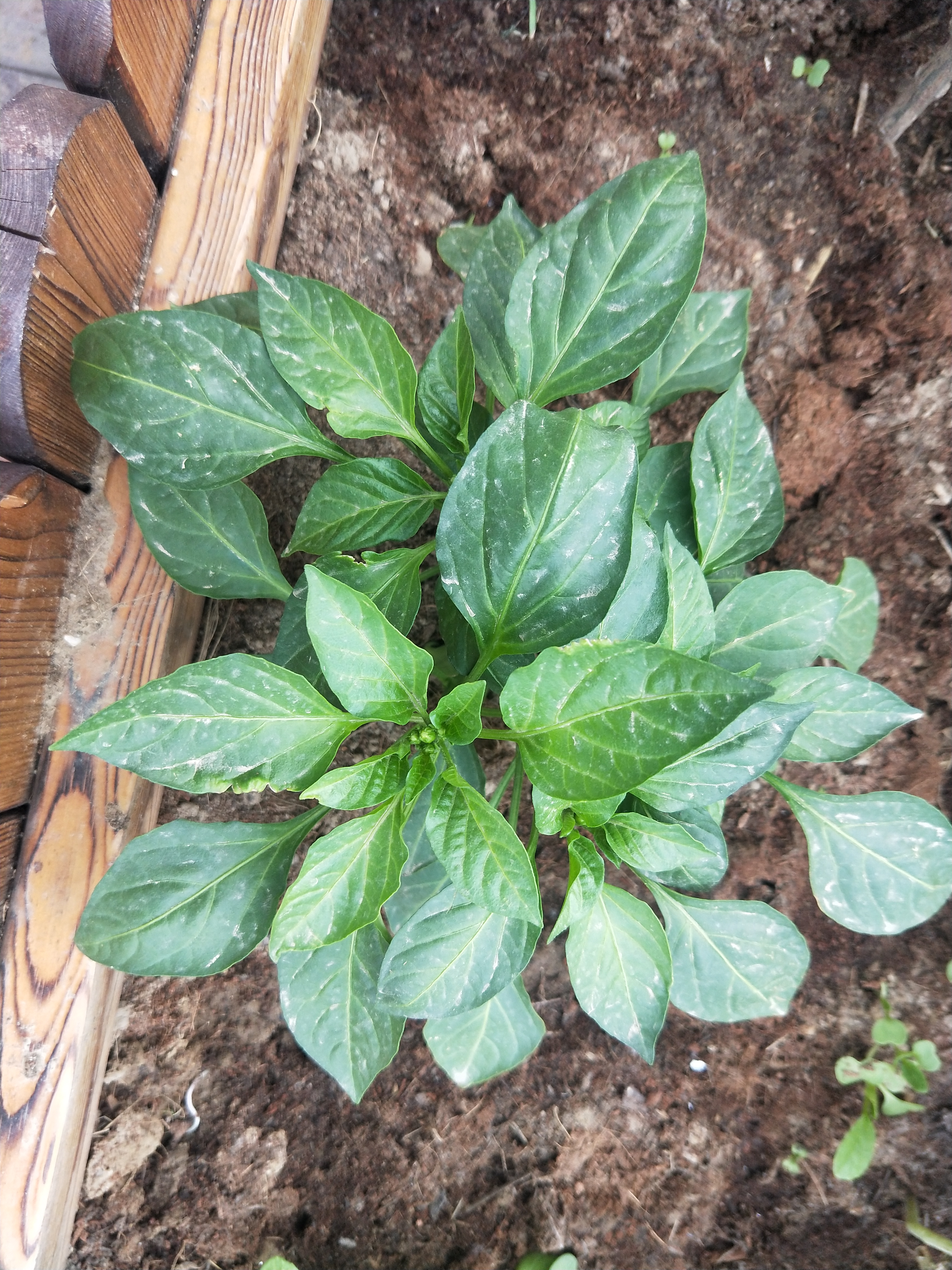 种菜日记大全200字,种菜日记