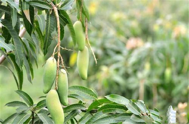 如何解决芒果树害虫,芒果主要虫害及防治方法