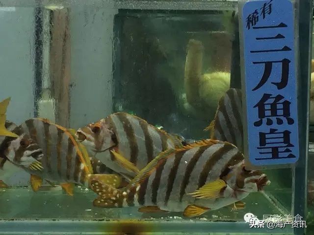 这些诱人的美食你吃过吗,世界上顶级海鲜大全你吃过几种