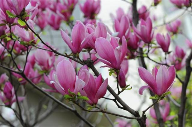 鼻炎适合养的盆栽,鼻炎卧室可以放盆栽吗