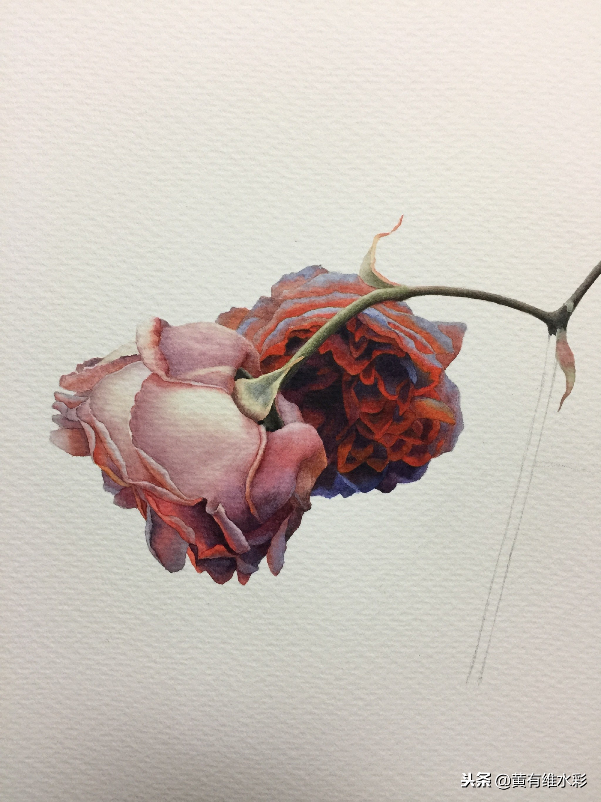 水彩绘画教程简单玫瑰,水彩步骤图花卉