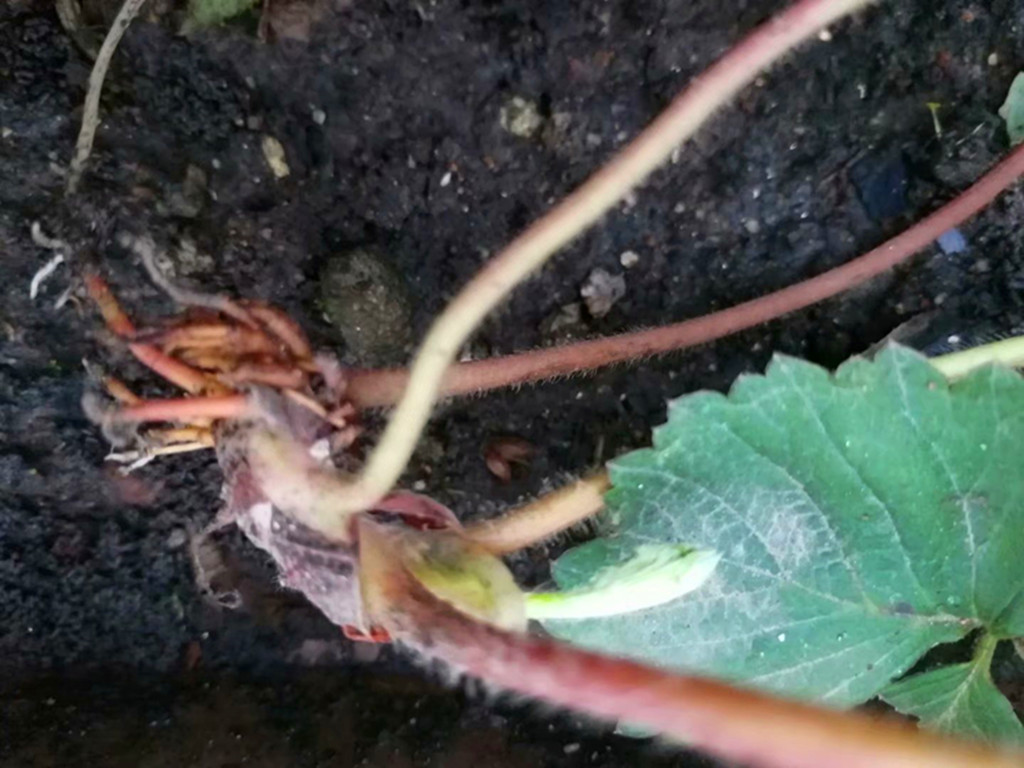 草莓走茎一直不剪,草莓植株剪了还能长