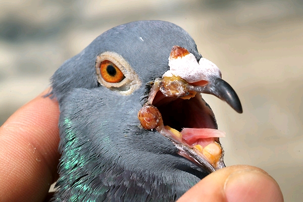 鸽痘会自愈吗,鸽痘会传染吗