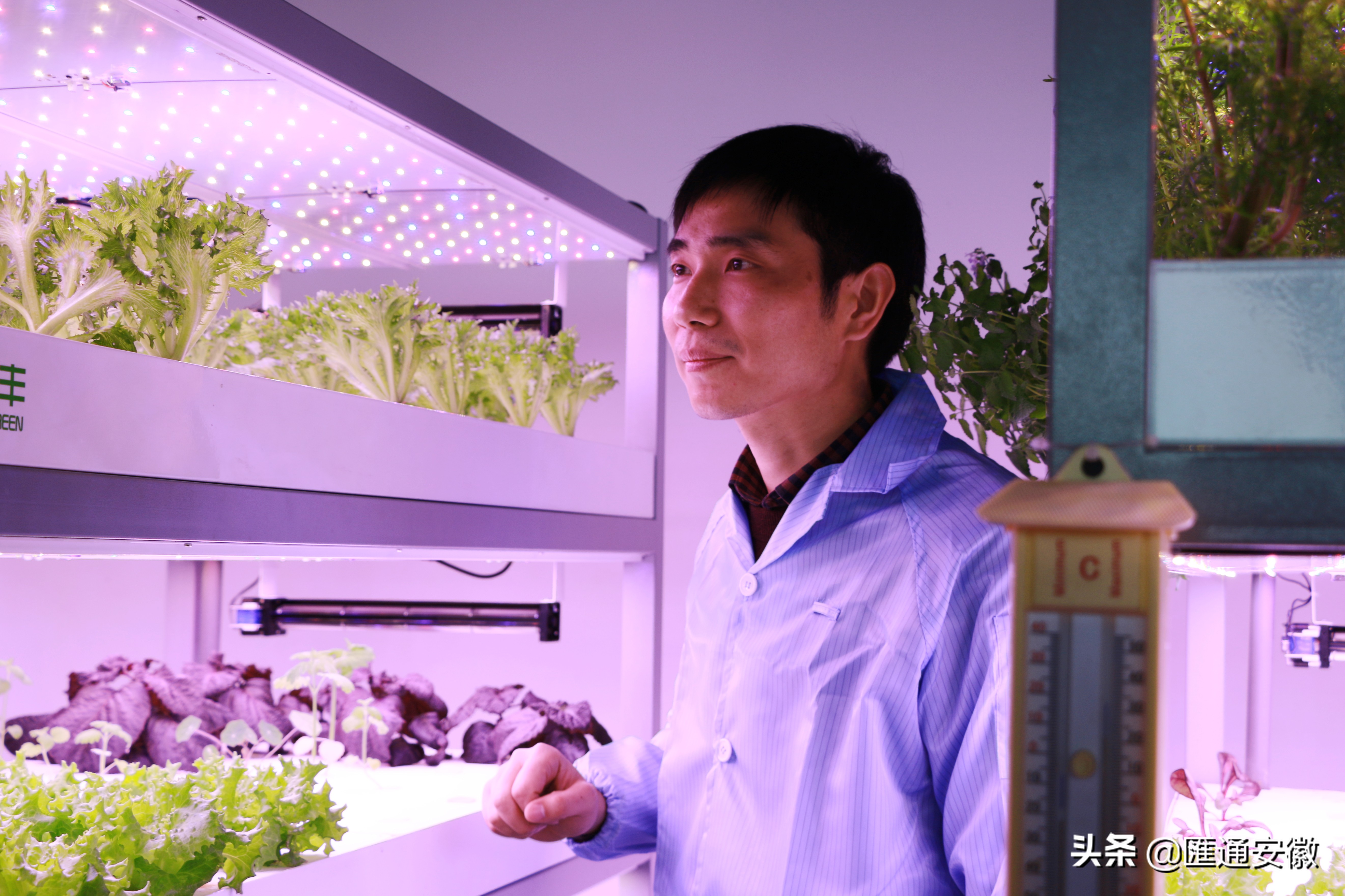 合肥植物工厂,探秘植物的神奇光合之旅