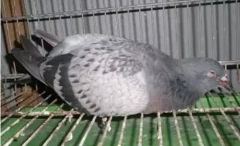 甲硝唑片可以治疗鸽子的毛滴虫吗,甲硝唑片预防鸽子毛滴虫怎么使用