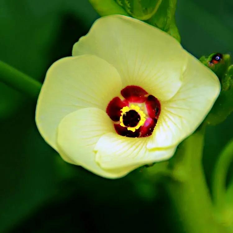 秋葵花国画,秋葵花也如此的美丽