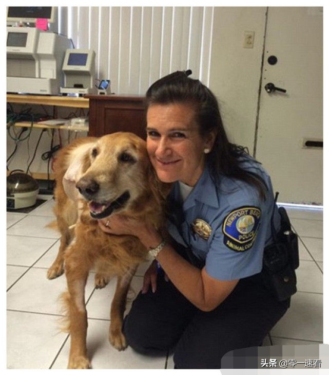 金毛患病被抛弃完整版,肿瘤金毛被抛弃