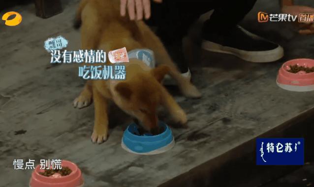 向往的生活锅碗瓢盆分别被谁养,向往的生活锅碗瓢盆4只狗