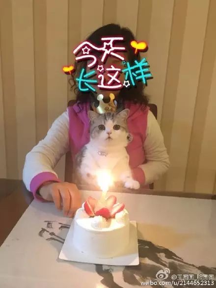 冲动下养猫，你和你的猫现在是怎样的生活？