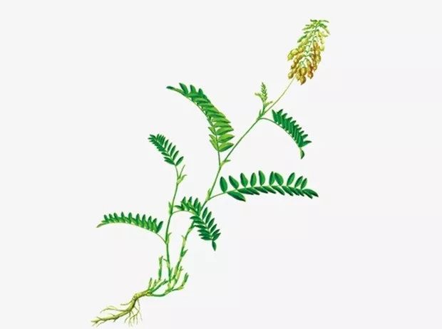 补气排名第一中药,补气排名第一药材