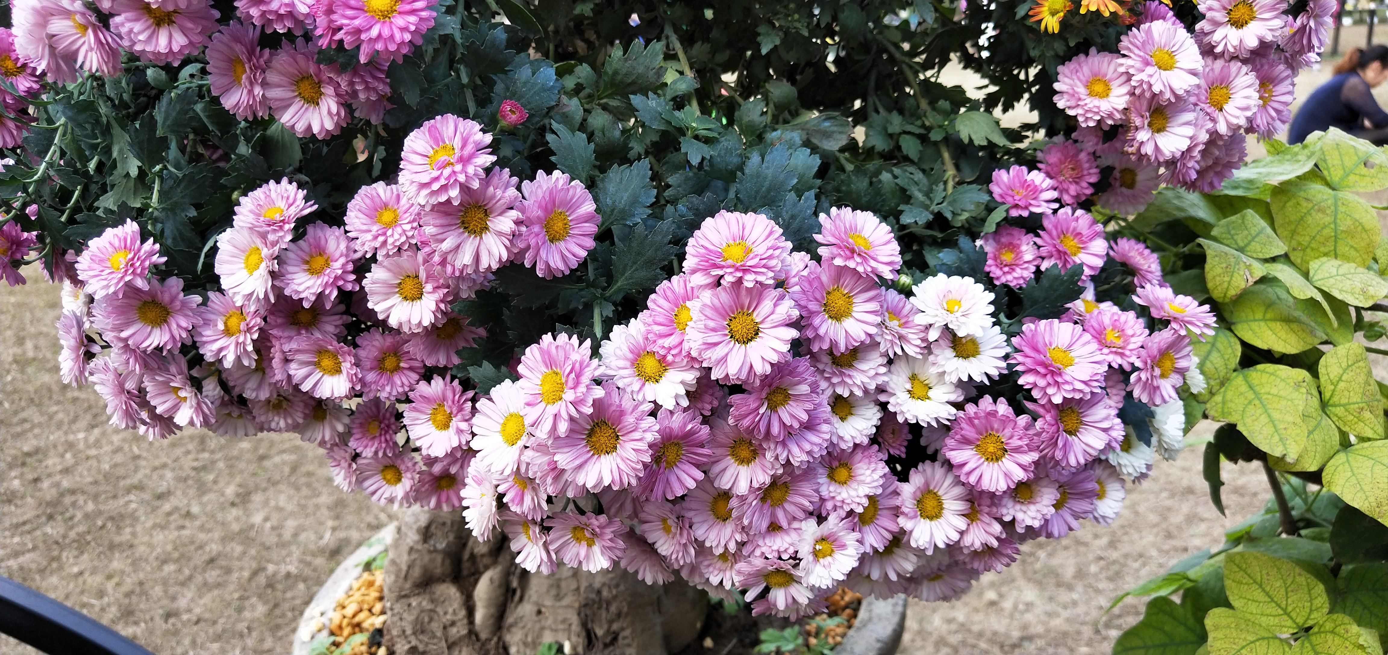 东湖公园菊花花展时间2021,深圳东湖荷节花展