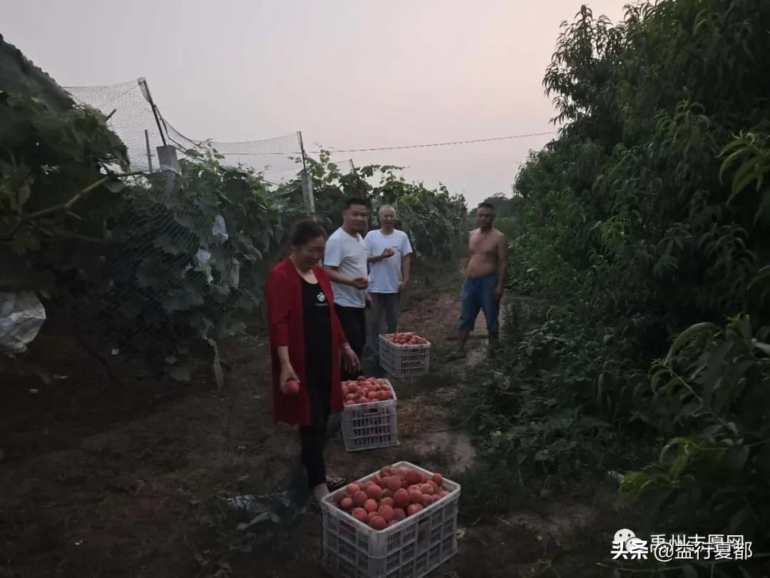 鲜桃送老人大禹公益联盟联合果乐坊看望禹州三个敬老院老人