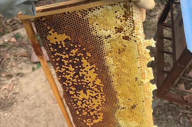 佛山养蜂新手入门教程视频,我的世界新手养蜂入门