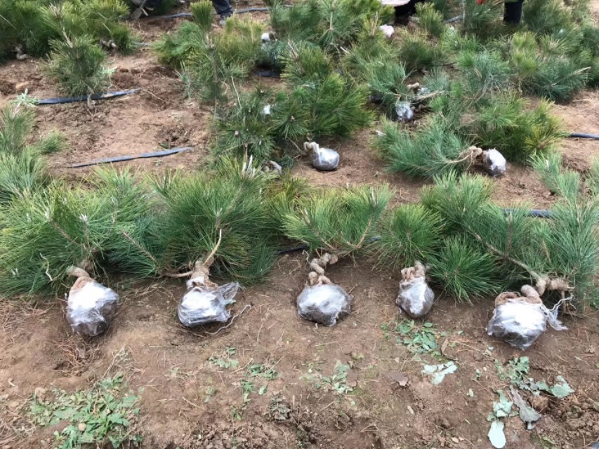 黑松矮霸制作过程 (黑松盆景拥有顽强的生命力)