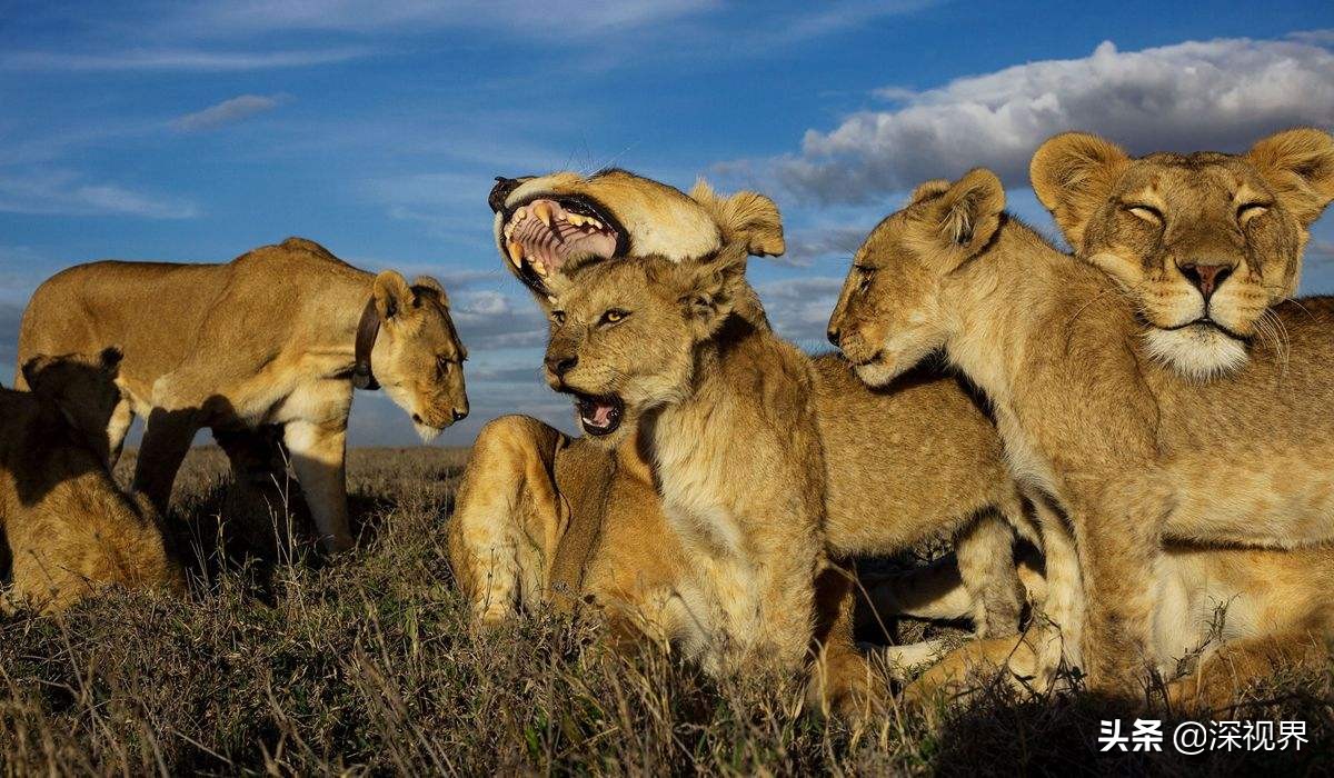 老虎狮子为什么老虎是森林之王,到底是狮子更厉害还是老虎更厉害