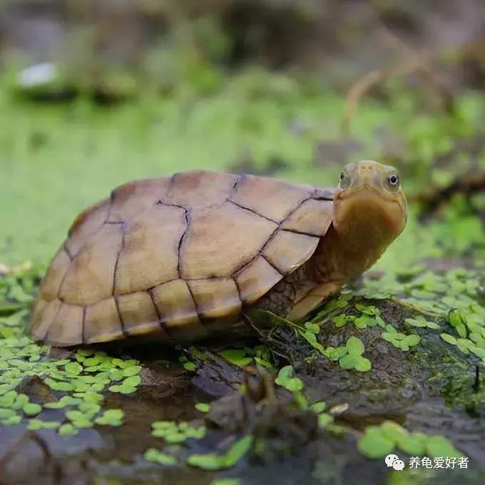 如果你不懂龟，看完之后会想要一只吗？