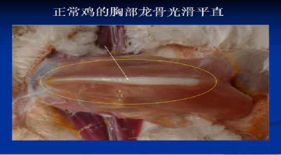 滑液囊支原体对鸡有危害吗,滑液囊支原体在鸡什么部位注射