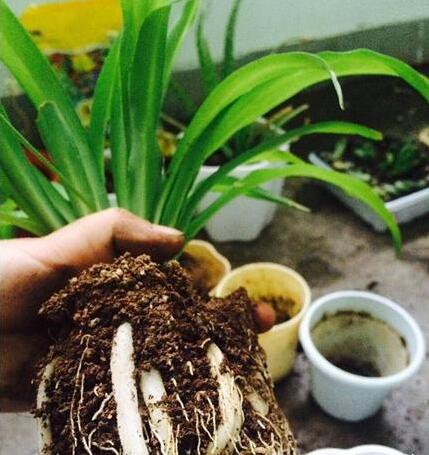 养什么花可以预防甲醛,能吸甲醛的花有哪些室内盆栽