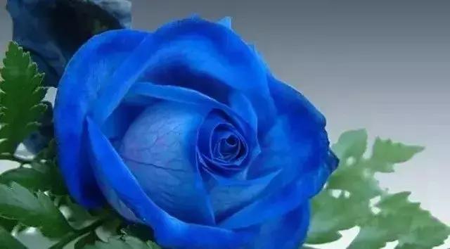 100种玫瑰的名字和图片,100种玫瑰品种科普你都认识吗