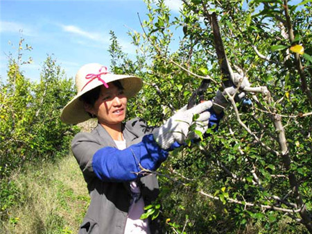 突尼斯软籽石榴适合栽种哪些地方,突尼斯软籽石榴适合什么地区栽种