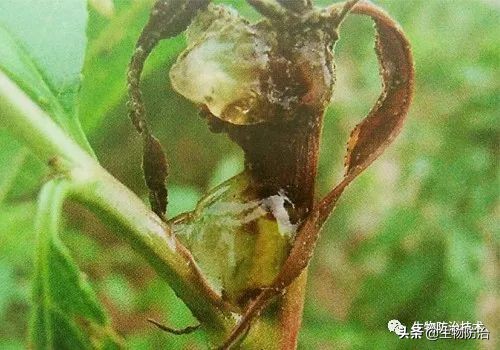 蛀干害虫是钻蛀害虫吗,果树枝干钻蛀害虫图片
